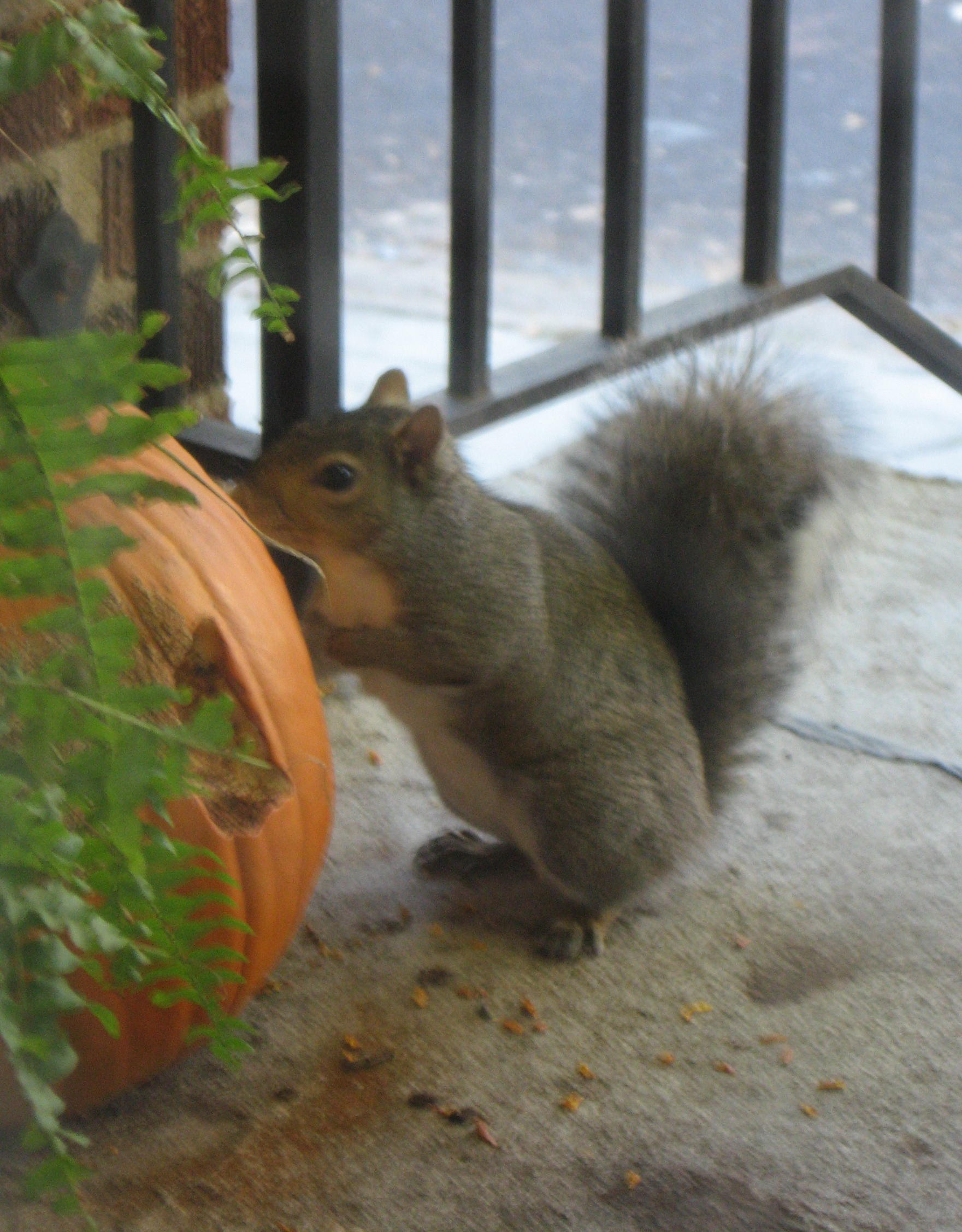 2007_11_04 squirrel and Pumpkin.jpg